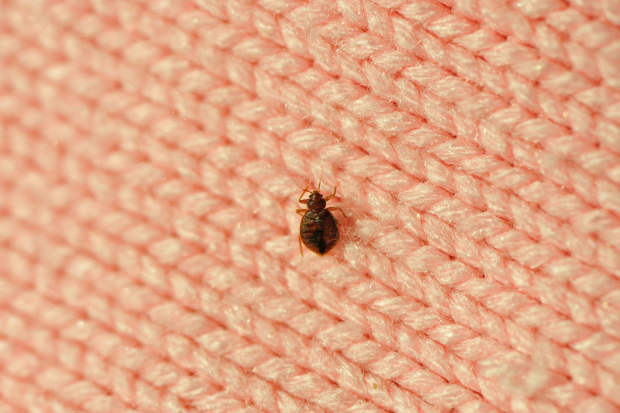 Bed-Bug-Treatment- North Highlands Best Pest Pros | North Highlands, CA