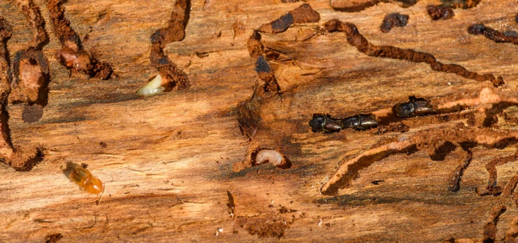 Is Your Home at Risk for Termite Damage - North Highlands Best Pest Pros | North Highlands, CA