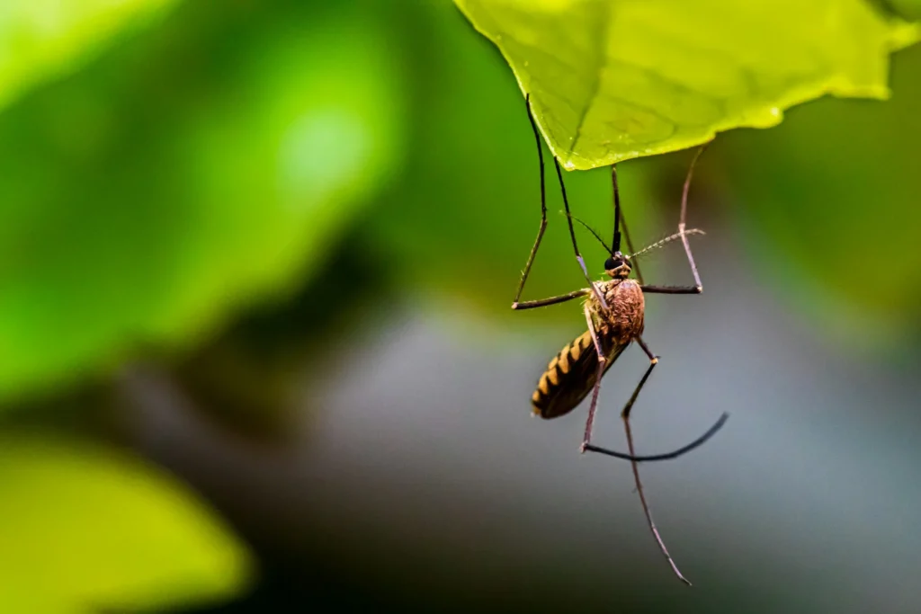 Mosquito-Control-for-Every-Outdoor-Space - North Highlands Best Pest Pros | North Highlands, CA