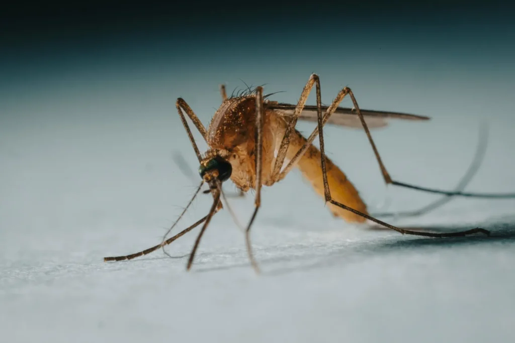 Protect Your Family from Mosquito-Borne-Diseases - North Highlands Best Pest Pros | North Highlands, CA