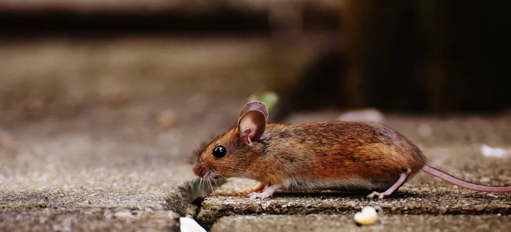 Residential-Commercial-Rodent-Solutions - North Highlands Best Pest Pros | North Highlands, CA