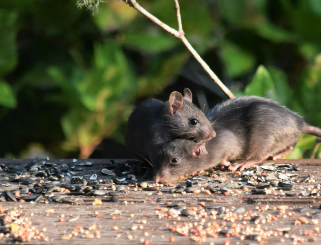 Rodent-Removal - North Highlands Best Pest Pros | North Highlands, CA