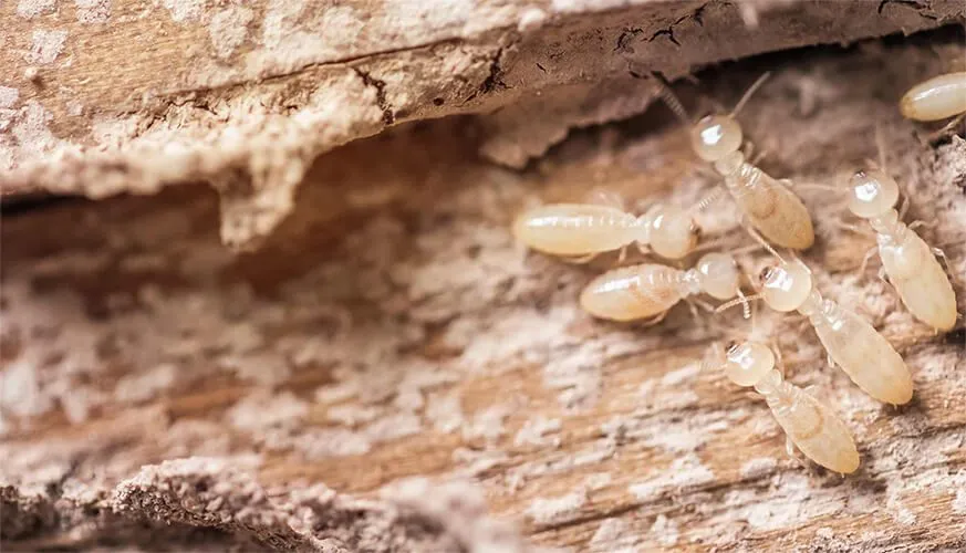 Signs You May Have a Termite Infestation - North Highlands Best Pest Pros | North Highlands, CA