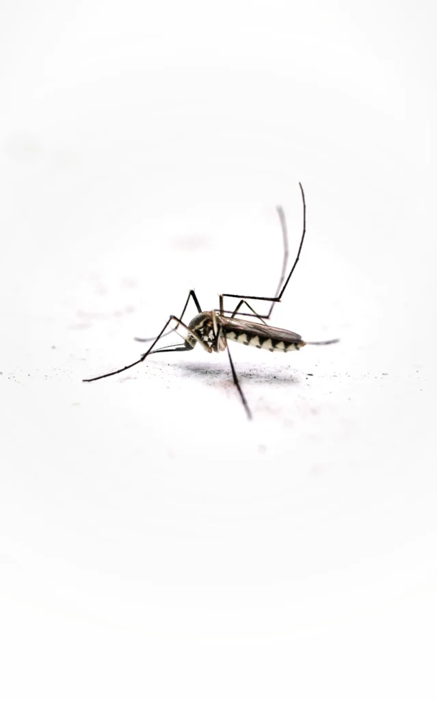 Tired of Mosquitoes Ruining Your Evenings - North Highlands Best Pest Pros | North Highlands, CA