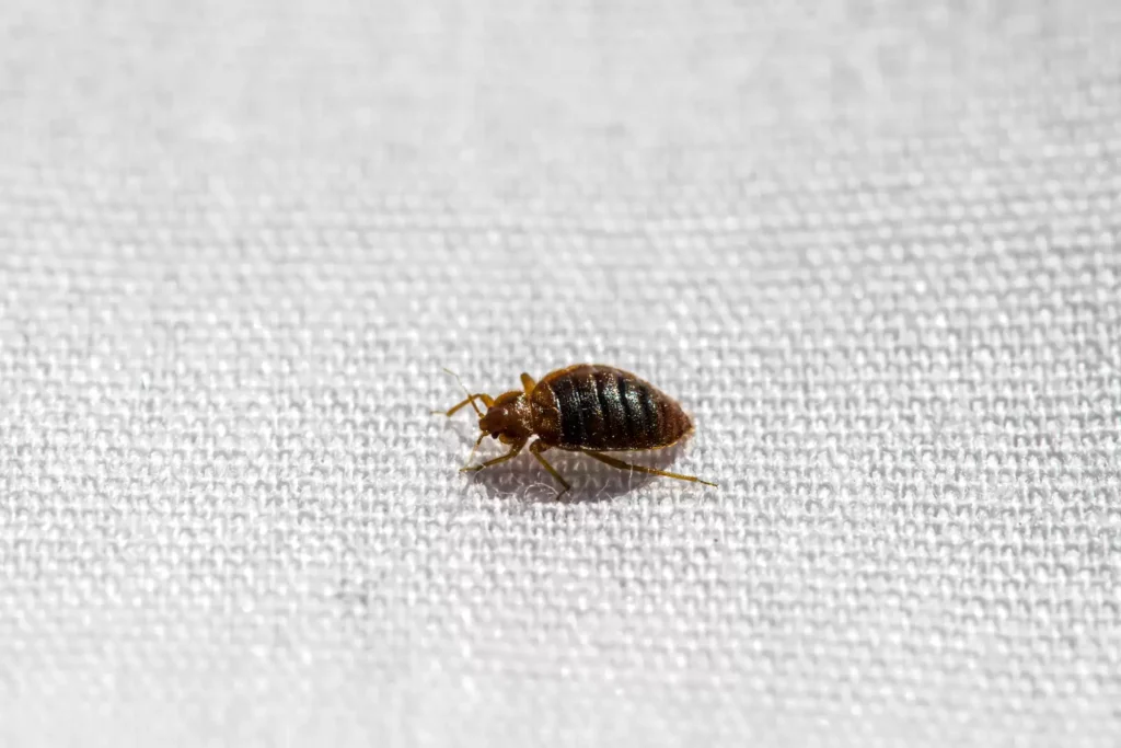 Why Bed Bug Heat Treatments Work Best- North Highlands Best Pest Pros | North Highlands, CA