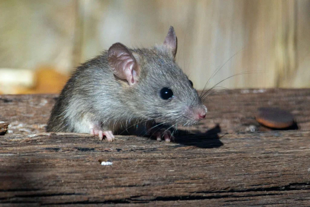 Why-Choose-Our-Rodent-Exterminators - North Highlands Best Pest Pros | North Highlands, CA